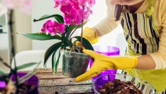 IZGLEDAĆE KAO DA SU DOŠLE SA IZLOŽBE Jedan krompir je dovoljan da vaše orhideje uvek cvetaju i budu zdrave