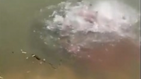 ZVERI SE OKUPILE OKO PLENA U ROKU OD MINUT Zaboravićete na plivanje u reci posle ovog snimka!