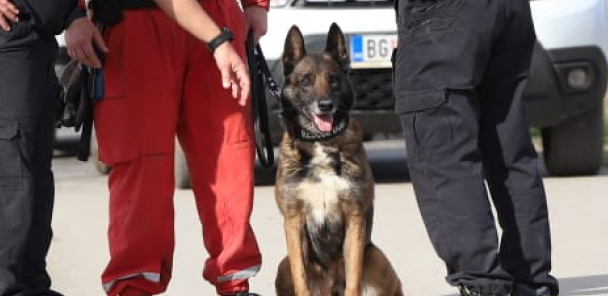PAS ZIGI PRVI PUT USNIMLJEN NAKON CELODNEVNOG TRAGANJA ZA DEVOJČICOM Prošle godine je iskopavao ljude u Turskoj, nikada nije pogrešio (FOTO+VIDEO)