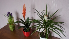 ČUVA CVEĆE OD BOLESTI I OŽIVLJAVA IH U TRENUTKU Jedan sastojak svi imate u fioci u kuhinji, pravo je čudo