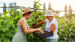 KRASTAVCI ĆE RASTI KAO IZ VODE Odmah ih zalijte ovim i duplirajte prinos