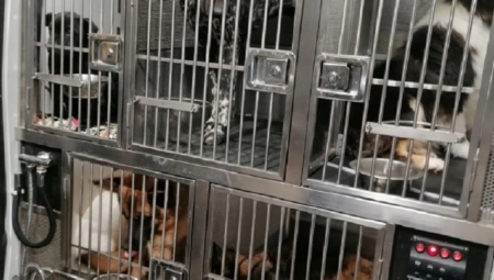 OTKRIVEN ORGANIZOVANI LANAC TRGOVINE ŽIVOTINJAMA Krijumčari  rasnih pasa otkriveni na Gradini