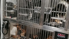 OTKRIVEN ORGANIZOVANI LANAC TRGOVINE ŽIVOTINJAMA Krijumčari  rasnih pasa otkriveni na Gradini