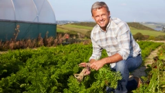 OVO JE NAJBOLJE REŠENJE ZA BAŠTOVANE: Ko sadi u kutijama, taj zna šta je prinos! (VIDEO)