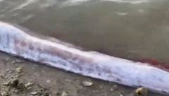 UŽAS IZ DUBINE Riba za koju se veruje da najavljuje katastrofu uhvaćena uoči zemljotresa (VIDEO)