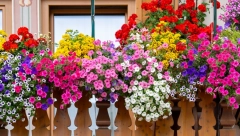 CVEĆE ĆE VAM BITI NAJLEPŠE U KOMŠILUKU Ako stavite malo ovoga u zemlju, napredovaće tri puta brže!