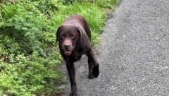 "BRUS ZASLUŽUJE OSKARA" Labrador glumi da ga boli šapa da bi skratio šetnju, a milioni ljudi se smeju