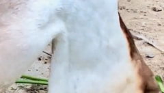 KAKVO JE OVO ČUDOVIŠTE?! Ljudi zanemeli kad su videli ovu životinju u dvorištu (VIDEO)