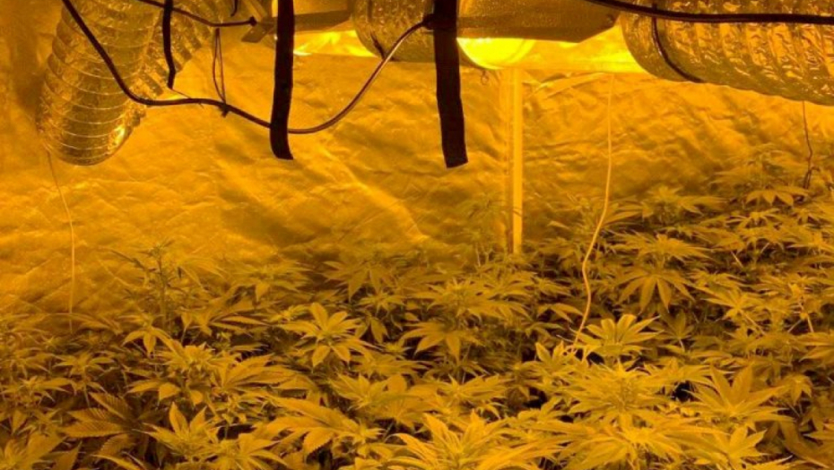 DEDA UZGAJAO MARIHUANU Policija u Aleksincu stavila lisice na ruke Z. J. (70)