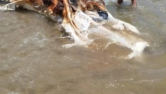 JEZIVO STVORENJE SE NASUKALO NA OBALU Izazvalo paniku među građanima! (VIDEO)