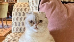 OVI KUĆNI LJUBIMCI SU BOGATIJI OD LJUDI Mačka poznate pevačice zaradila 97 miliona dolara, a jedan pas ima na računu čak 500 miliona!