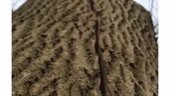 DRVOSEČE SE SLEDILE, POČELO JE DA SE POMERA Sekli su stablo, a onda se desilo nešto strašno (VIDEO)