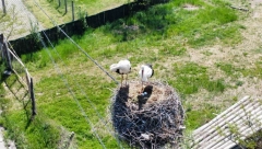 IZ VRELE AFRIKE PRAVO U SRCE SRBIJE Rode mogle da biraju bilo koje mesto na svetu ali su došle baš OVDE (FOTO)