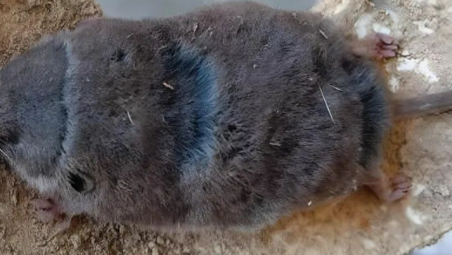 RATOBORNA I NEUSTRAŠIVA Životinja koju je čovek pronašao kraj kuće zbunila ljude na mrežama (FOTO)