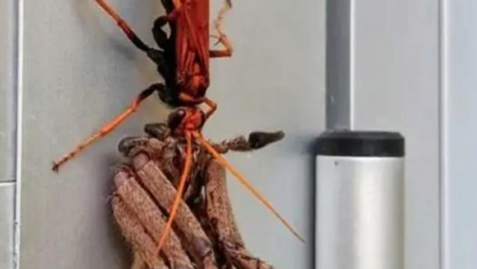 PRETRNUO OD STRAHA Bacio pogled na frižider, pa se sledio zbog STVORENJA koje je video na njemu (FOTO)