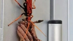 UŠAO JE U KUĆU I SLEDIO SE NA MESTU Nije mogao da veruje šta je na frižideru (VIDEO)