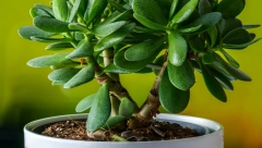 DRVO NOVCA Evo gde treba staviti krasulu i koji trik će pomoći da procveta i privuče izobilje u vaš dom