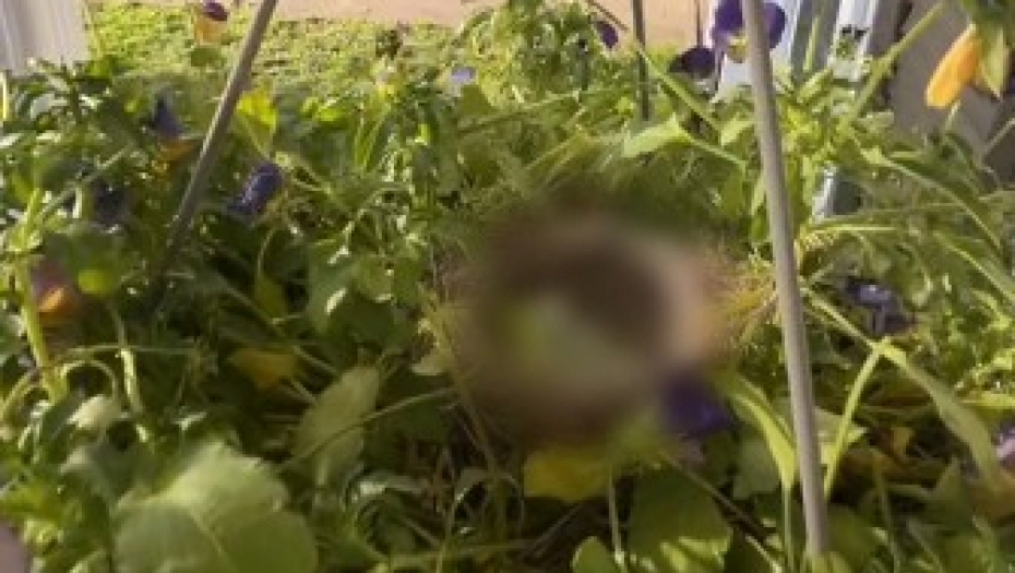 ČUDO U MARICINOM DVORIŠTU Prišla da zalije cveće, pa ugledala nešto neverovatno u saksiji! (VIDEO)