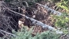 MATIJA NA OBODU KOPAONIKA PRVI PUT UGLEDAO DIVLJU ZVER Meštani kažu da se često susreću sa njima! (VIDEO)