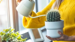 BILJKE IDEALNE ZA ONE KOJI NISU ČESTO KOD KUĆE Zahtevaju minimalnu negu, ostaju lepe i sveže