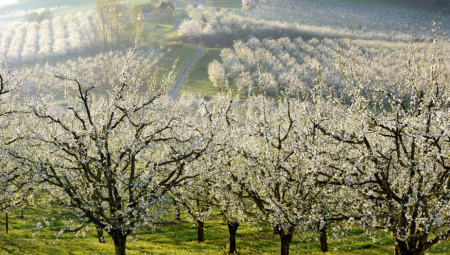 AKO IMATE ŠLJIVU U VOĆNJAKU U narednim danima zaštitite je od ovog rizika