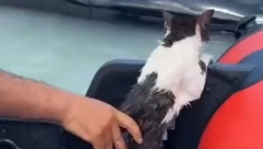 PRIZOR KOJI JE MNOGE RAZNEŽIO U poplavljenoj ulici, maca se čvrsto držala za kvaku kola da je ne odnese voda