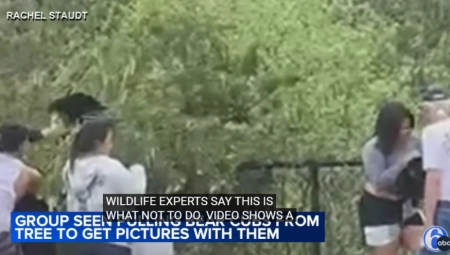 SNIMAK KOJI JE ZGROZIO CEO SVET Turisti zbog selfija otrgli mladunče medveda od majke (VIDEO)