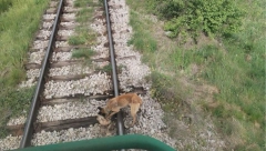 JEZIVI PRIZOR IZ BELE PALANKE Psa vezali za šine i ostavili ga da ga pregazi voz