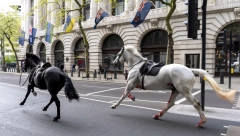 HAOS NA LONDONSKIM ULICAMA! Oglasila se policija: "Konji britanske konjice pobegli sa vežbe" (FOTO)