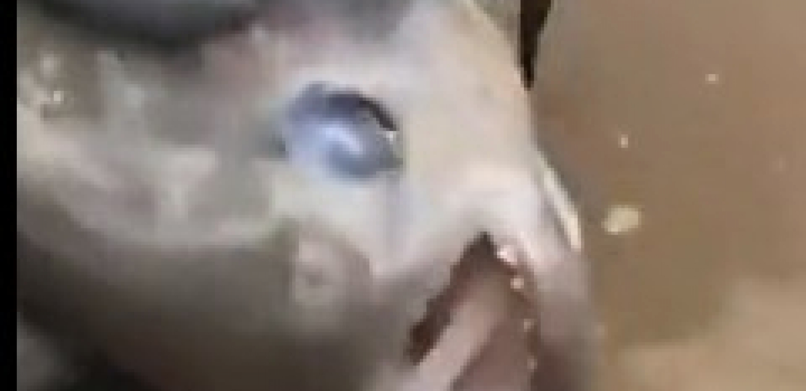 ŠTA TO RADI OVAJ ČOVEK SA PIRANOM? Hit snimak izazvao šok na mrežama!