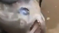 ŠTA TO RADI OVAJ ČOVEK SA PIRANOM? Hit snimak izazvao šok na mrežama!