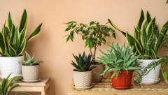 BOLJE OD KLIME, A UKRASIĆE I VAŠ ŽIVOTNI PROSTOR: 4 biljke koje će vam instant rashladiti dom