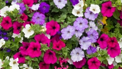 NAJLEPŠE CVEĆE ZA TERASU Raskošna lepotica koja privlači poglede, lako se neguje, a cvetaće sve do jeseni!