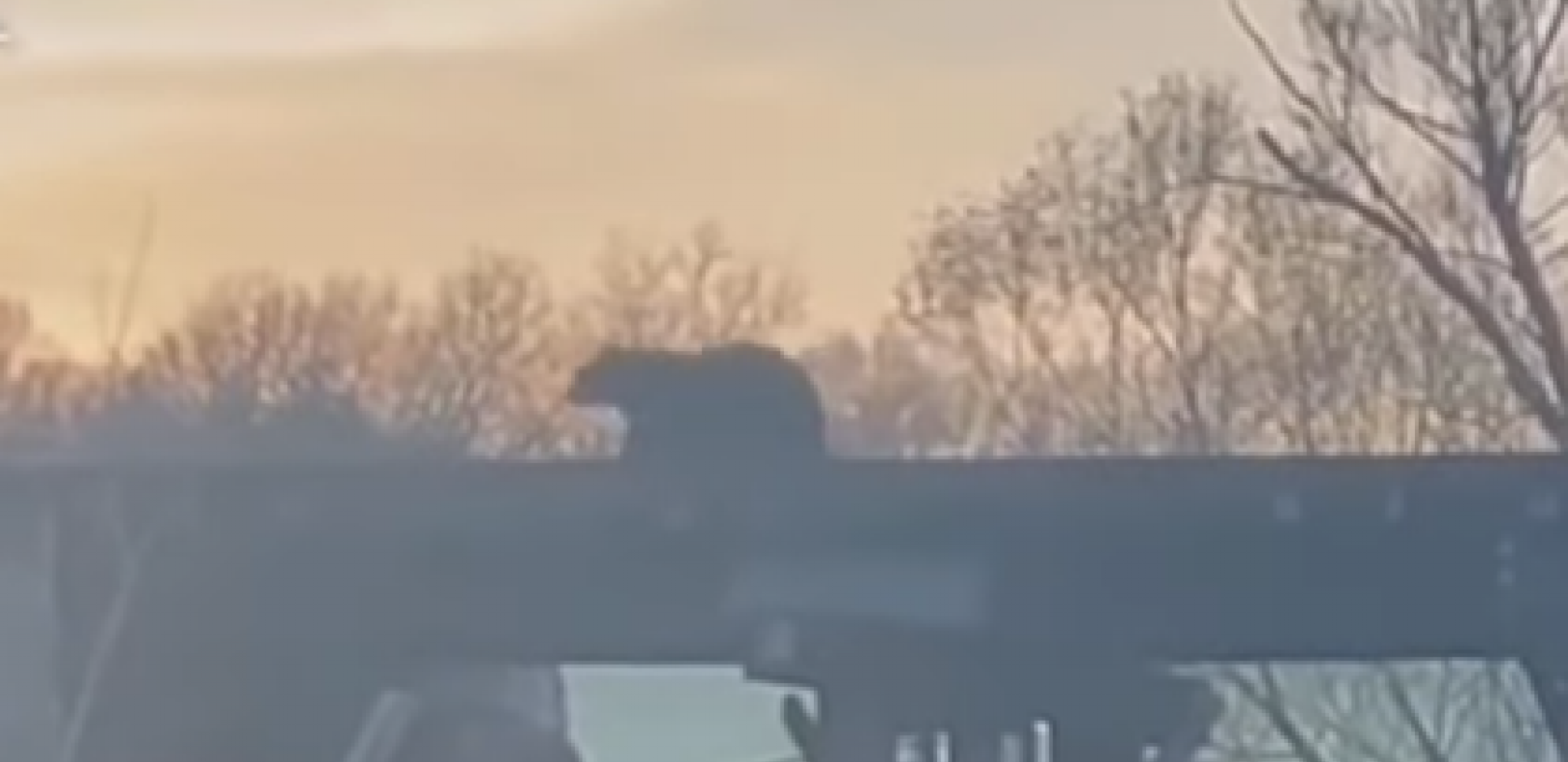 MEČE PALO SA ŽELEZNIČKOG MOSTA U REKU Mama medved odmah krenula za njim, ovako je spasila mladunče (VIDEO)