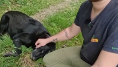 MUŠKARAC LEŽAO POVREĐEN U ŠUMI Usledila je pomoć koju nikako nije očekivao (VIDEO)