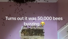 NIKO JOJ NIJE VEROVAO Devojčica se žalila da u sobi ima ČUDOVIŠTE, a onda je pronađeno OVO (VIDEO)