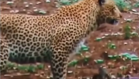 LEOPARD PRIMETIO DA HIJENA ŽELI DA UHVATI MLADUNČE ANTILOPE Usledio neverovatan potez leoparda, snimak rasplakao društvene mreže!