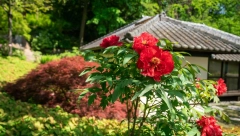 VERUJE SE DA DONOSI SREĆU ONOM KO GA ZASADI Ovaj najlepši majski cvet tera bedu i štiti kuću od zla