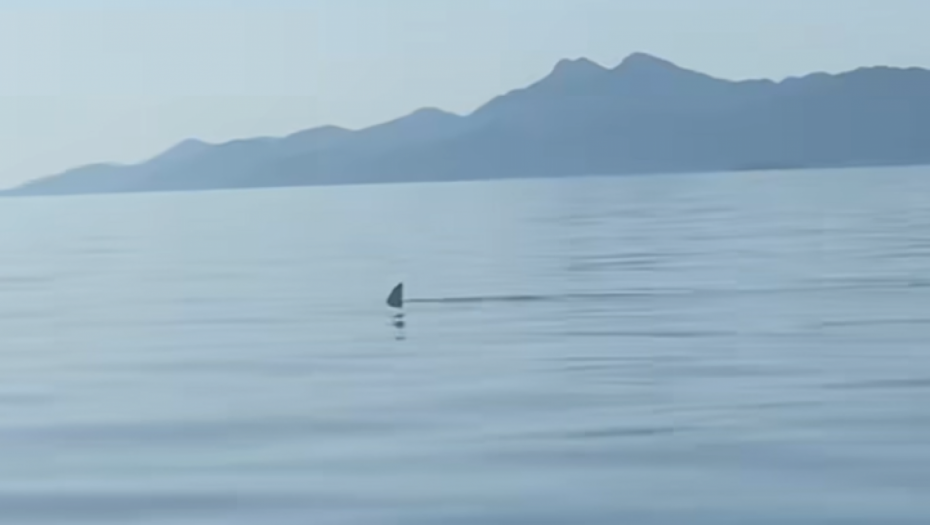 AJKULA SNIMLJENA U JADRANSKOM MORU?! Drama, tvrdi se da OVUDA krstari - isplivao i snimak! (VIDEO)