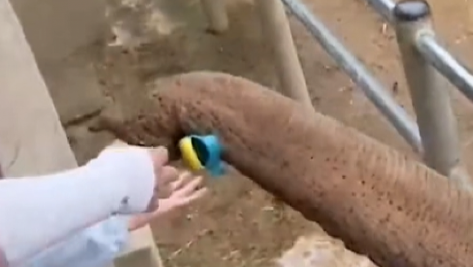 SNIMAK SLONICE (25) IZ ZOO VRTA POSTAO HIT Detetu upala sandalica u kavez, ona odmah reagovala, devojčica joj nije ostala dužna (VIDEO)