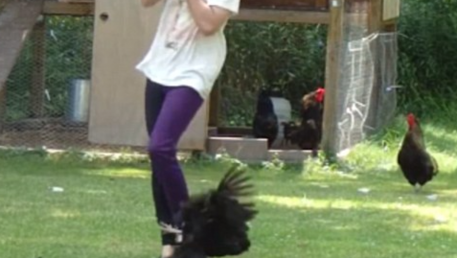 GDE SI KRENULA? Kokoške napale ženu na farmi (VIDEO)