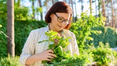 UBERITE SAMI LEKOVITE BILJKE Sakupljaju se u maju, a pomažu kod kašlja, migrene, nesanice, umiruju živce