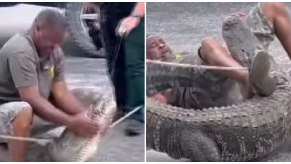 ČOVEK PRSA U PRSA SA PREDATOROM Muškarac uhvatio aligatora - u trenu je usledio preokret! (VIDEO)