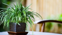 ZOVU GA ,,DRVO NOVCA" Donosi sreću u vaš dom i neguje se vrlo lako, samo obratite pažnju na ovo