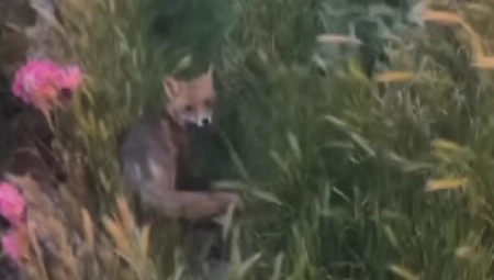 DIVLJA ZVERKA SE OPET POJAVILA U BEOGRADU Evo gde je sada viđena (VIDEO)