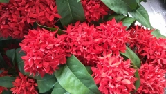 PRIZOVITE SREĆU I BOGATSTVO U DOM Ovo cveće obavezno zasadite u saksiju ili baštu