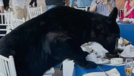 MEDVED SE POPEO NA STO U RESTORANU Gosti ostali bez teksta (VIDEO)