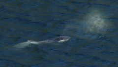 UŽAS KOD GIBRALTARA Orke napale i potopile brod