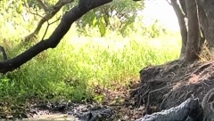 KRISTINA ODBRANILA ĆERKU OD SMRTONOSNOG PREDATORA Odmah je dohvatila pušku - i ušla u Ginisovu knjigu rekorda!
