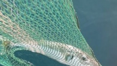 JEDAN MILIGRAM MOŽE UBITI ČOVEKA Pogledajte šta je stiglo u Jadransko more